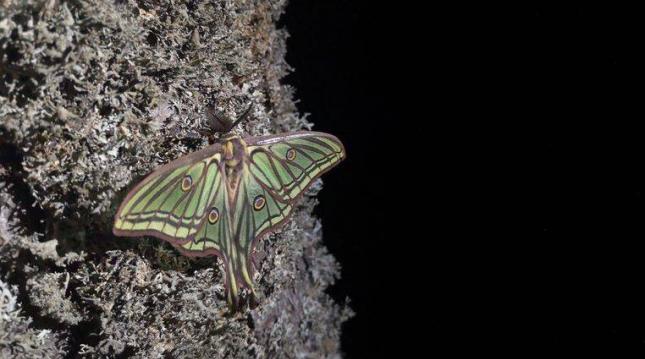 Navarra halla una luz de esperanza para la mariposa Graellsia isabellae